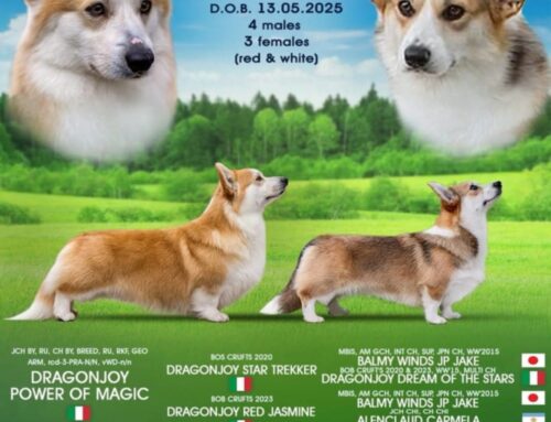 Щенки вельш корги Литера «Ш»