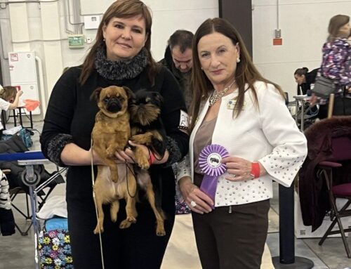 12.12.2025 г. — Монопородная выставка гриффонов