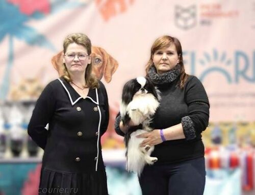 23.11.2025, СПб. Клуб «Вудфал». Выставка CAC 9 группы FCI