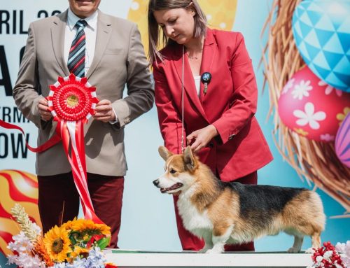 17-19.04.2026 — Aikemuno Orion — CACIB, Dimitrovgrad
